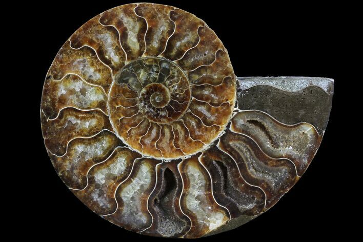 Agatized Ammonite Fossil (Half) - Madagascar #78602